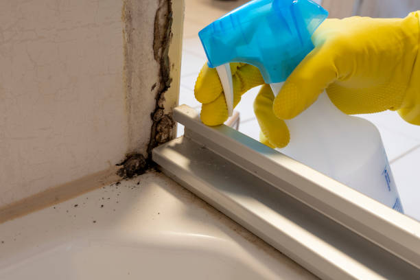 Mold Testing and Removal in London, KY