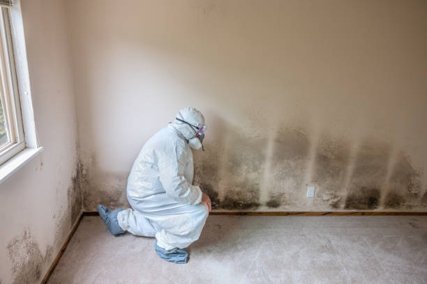 Best Mold Testing and Removal  in London, KY
