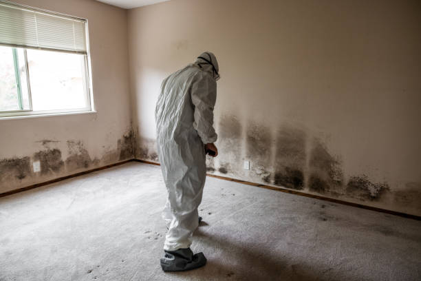 Best Mold Damage Repair  in London, KY