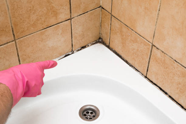 Mold Removal and Inspection in London, KY